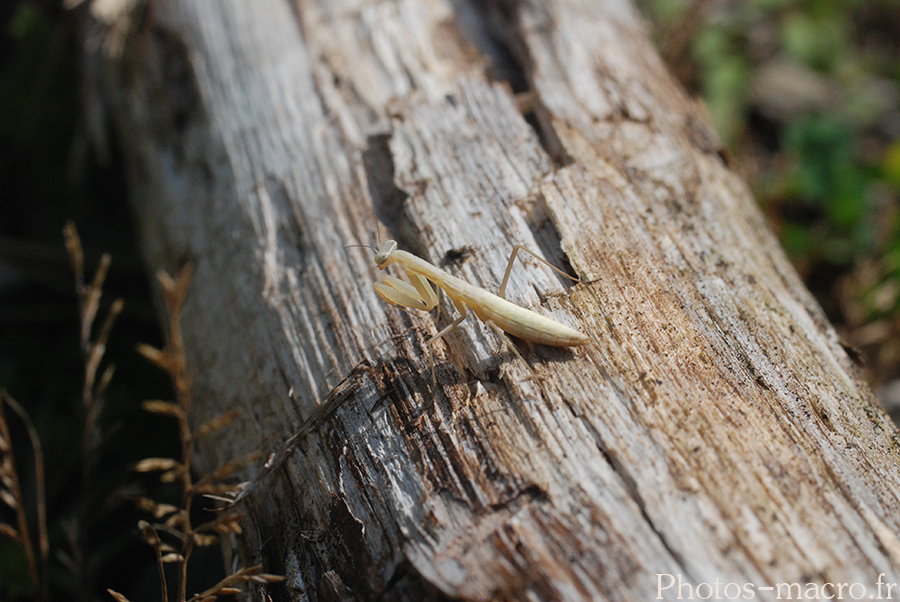 Mantis religiosa